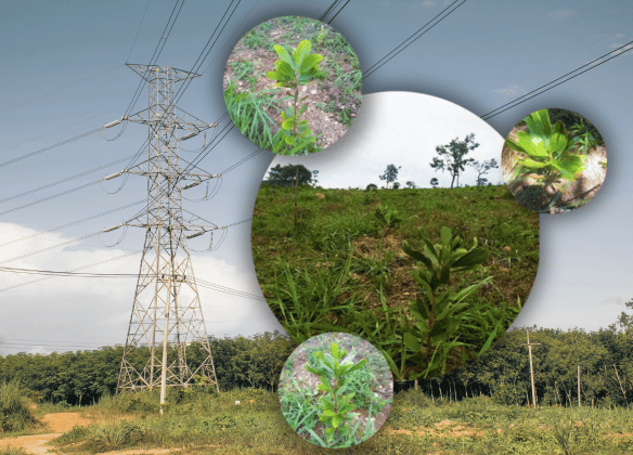 Iniciativas de sustentabilidade e descarbonização da Elcop